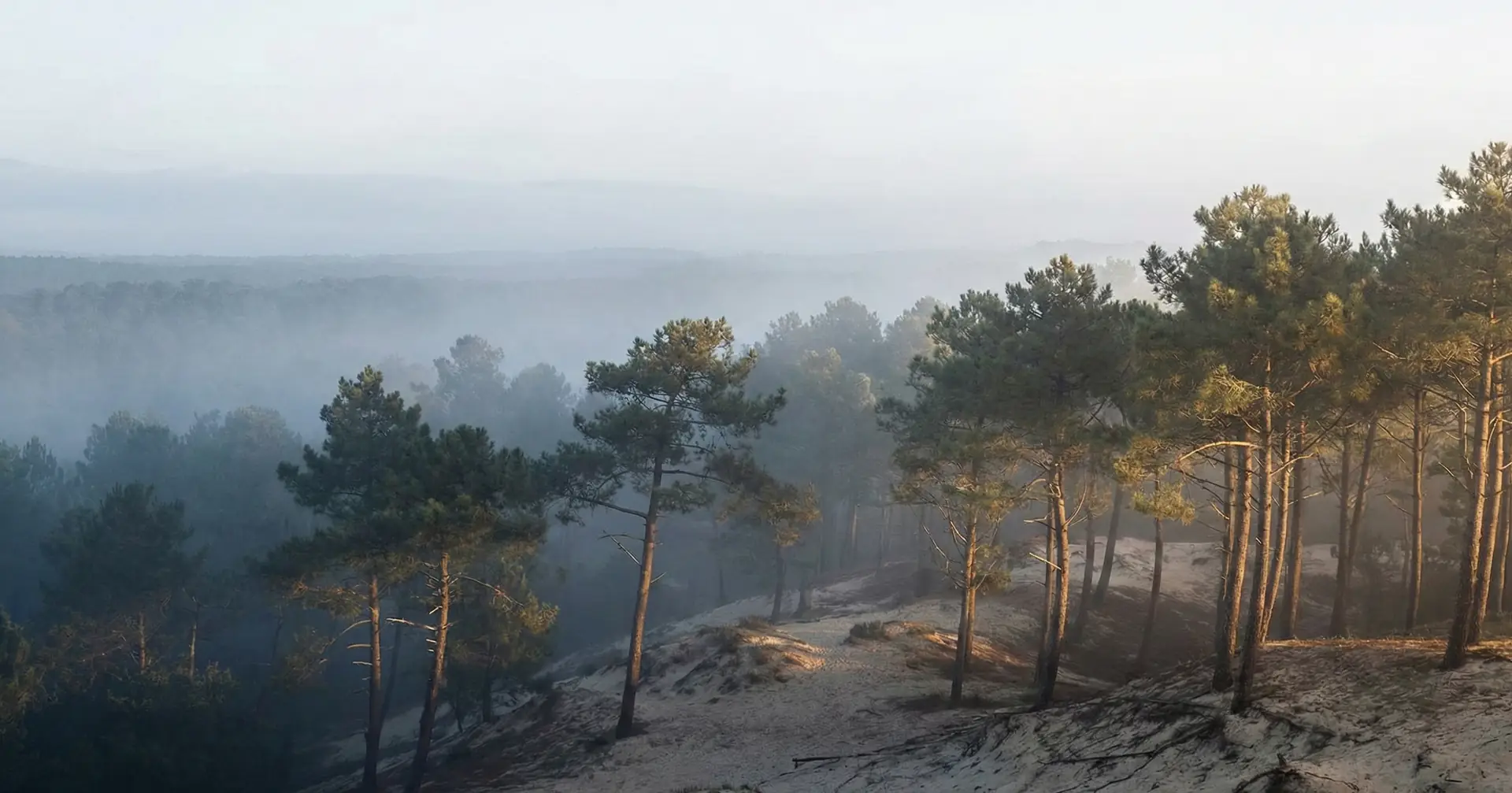Forêt de pins des Landes dans la brume du matin, au-dessus d'une dune de sable